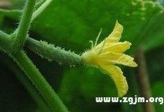 梦见我吃小瓜,揭秘我吃小瓜的神秘寓意