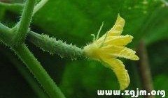 梦见我吃小瓜,揭秘我吃小瓜的神秘寓意