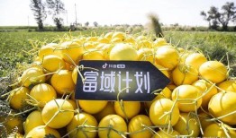 抖音吃的什么瓜,揭秘网红美食背后的“吃瓜”故事