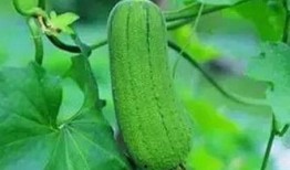 三根吃瓜,揭秘瓜界传奇背后的故事