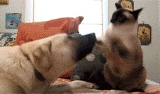 靠门吃瓜动图,揭秘网络热图的趣味与内涵