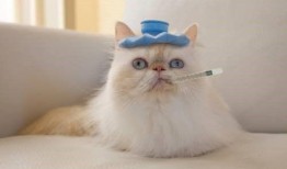 猫吃角瓜上海,上海角瓜的独特魅力