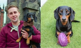 吃瓜群众图片狗,吃瓜群众视角下的狗狗萌态大盘点