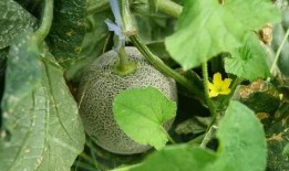 带你吃瓜宿舍植物,带你领略“吃瓜”植物的独特魅力