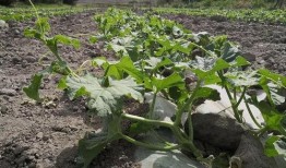 马兰山吃瓜青年,吃瓜青年畅谈人生百态