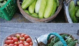 山野泡泡吃瓜,揭秘娱乐圈那些不为人知的秘密