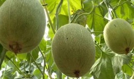 抓手瓜怎么吃,轻松解锁美味新体验