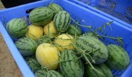 黄晶瓜怎么吃,解锁美味新体验