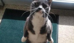 带你吃瓜神奇猫咪,揭秘宠物界的趣味生活