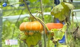 香炉瓜怎么吃图片,从传统到创新的美味探索