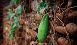 在云南吃瓜,探寻云南特色瓜果之旅