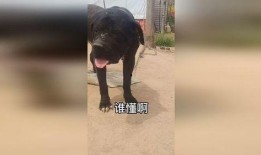 大黑狗吃瓜,大黑狗的瓜田奇遇记