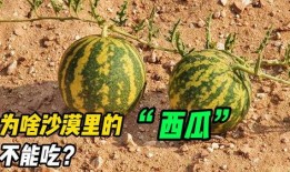 在沙漠边吃的瓜叫沙漠瓜,沙漠边缘的独特美味