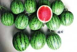 南宁吃瓜哥,揭秘南宁街头美食风云录