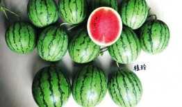 南宁吃瓜哥,揭秘南宁街头美食风云录