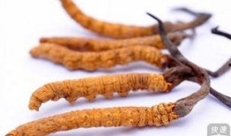 茅茅虫吃瓜,一场生态与自然的和谐交响