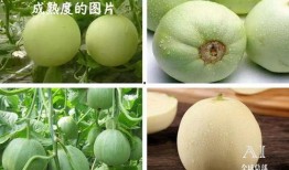 抖音吃的什么瓜,揭秘网红美食背后的“吃瓜”故事