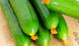 孕妇吃久红瓜,营养与安全探讨