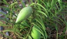 吃稍瓜好吗,吃稍瓜的好处与推荐