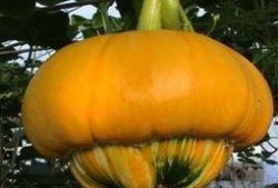 香炉瓜怎么吃图片,从传统到创新的美味探索