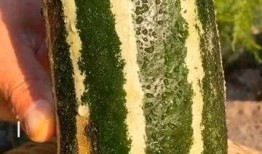 瓜熟了可以吃吗,美味尽享——揭秘成熟瓜果的食用之道