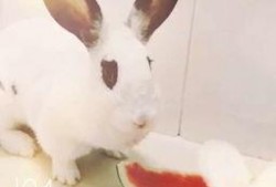 兔子吃清瓜吗怎么吃的,兔子如何享用清甜瓜果的趣味探索