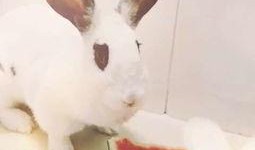 兔子吃清瓜吗怎么吃的,兔子如何享用清甜瓜果的趣味探索