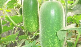 减肥吃小梨瓜,轻松享瘦的秘密武器