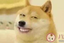 吃瓜小狗文案句子,揭秘娱乐圈幕后故事