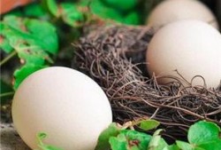 月子里吃白瓜吗,适宜还是禁忌？