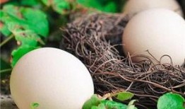 月子里吃白瓜吗,适宜还是禁忌？