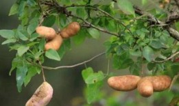 吃八月瓜的野果