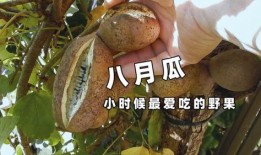 吃八月瓜的野果