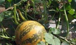 吃绞瓜种子作用,天然健康食品的神奇功效揭秘