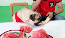 宝宝吃瓜现场反应,萌态百出反应全记录