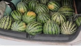 来上海吃瓜,来沪必尝的“吃瓜”攻略