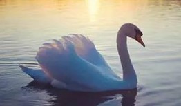 天鹅瓜可以吃吗,美味还是禁忌？探究这种神秘瓜果的食用之谜