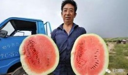 西瓜群众吃大瓜,共享大瓜的甜蜜时光