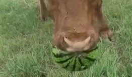 吃瓜只剩瓜皮,揭秘“吃瓜只剩瓜皮”背后的故事