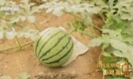 在网上吃瓜的人,揭秘虚拟世界中的围观文化