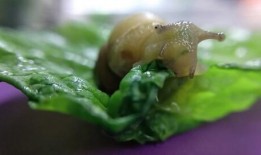 吃蜗瓜的好处,揭秘吃蜗瓜的五大益处