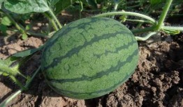 瓜子瓜子瓜吃西瓜,瓜子瓜吃西瓜的欢乐时光