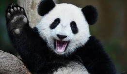 吃瓜群众熊猫图,萌态十足，揭秘网红熊猫的日常趣事