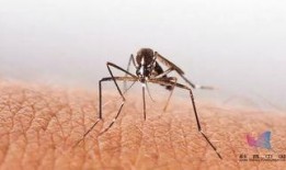 蚊子吃瓜视频大全,夏日趣味瞬间集锦