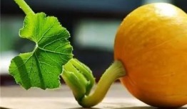 生瓜煮水吃,探寻古老食疗法的新篇章