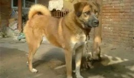 土狗吃白瓜好吗,土狗食用白瓜的适宜性与营养分析