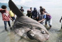 渔民吃瓜围观演习,见证海上安全新篇章