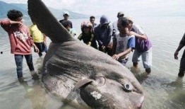 渔民吃瓜围观演习,见证海上安全新篇章