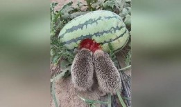 园姐吃瓜,揭秘娱乐圈那些不为人知的幕后故事