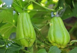 海南佛手瓜怎么吃,海南佛手瓜的多样食法探索